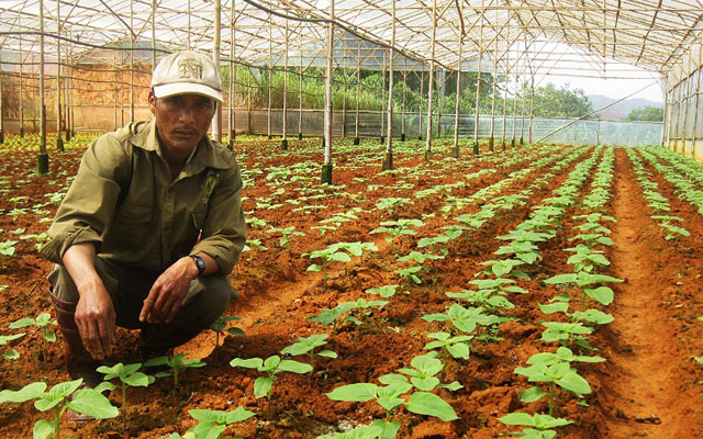 Anh nông dân K'Ho làm giàu nhờ rau củ lạ