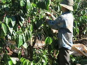 Starbucks và nỗi buồn cà phê Việt