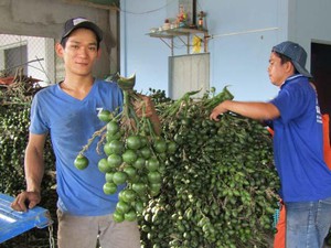 Thương lái Trung Quốc mua cau non giá cao bất thường