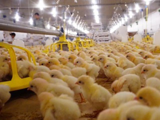 Tập đoàn thép Hòa Phát nhập lô gà giống siêu trứng đầu tiên từ Anh
