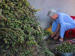 Thương lái ồ ạt mua cau non bán sang Trung Quốc, giá 20.000/kg