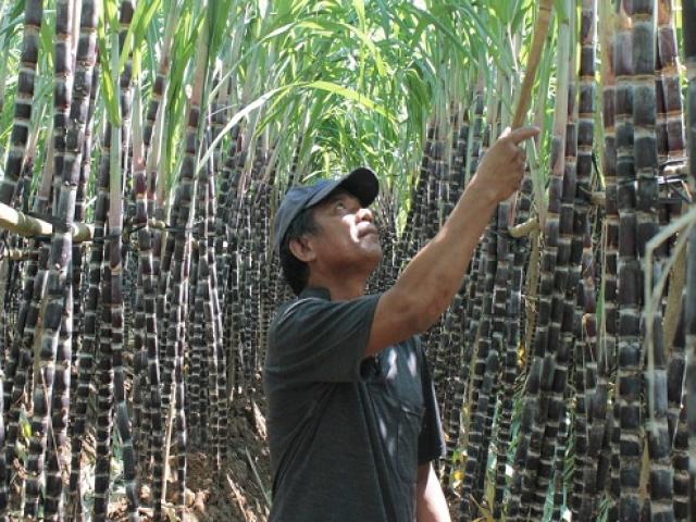 Thưởng thức xoài Cam Lâm, nem đặc sản ở Phiên chợ nông sản Khánh Hòa 2018