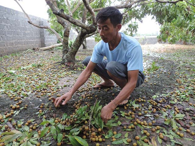 Sắp thu núi tiền thì bão, nông dân vùng nhãn Hưng Yên lo ngay ngáy