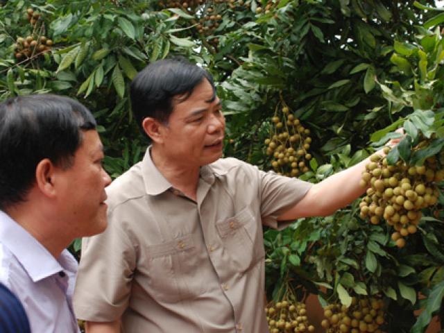 Được mùa nhãn, Hưng Yên xây dựng mọi kịch bản để tiêu thụ
