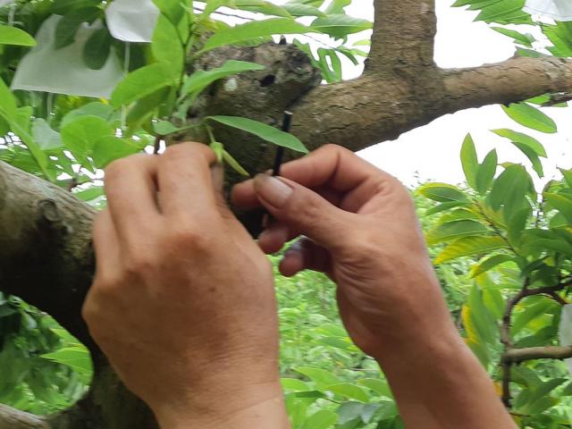 "Phù thủy" làm phép cho na Lạng Sơn ra 2 vụ một năm