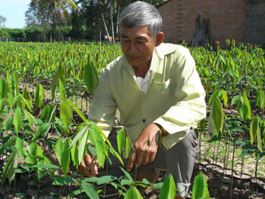 Ươm cao su giống, thu tiền tỷ