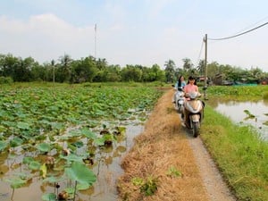 Đầm sen đẹp mê mẩn giữa Sài Gòn khiến giới trẻ "phát sốt"