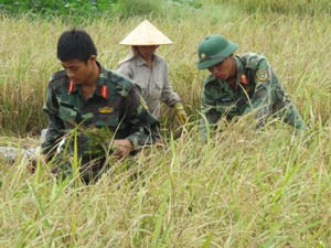 Thắng lợi vụ lúa mùa, nông dân Than Uyên phấn khởi - Ảnh 8.