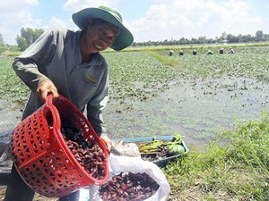 Trồng 7 công ấu, ngày nào cũng có 1,5 triệu chưa kể tiền từ cá, lúa