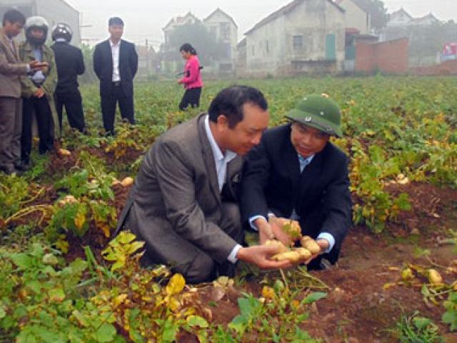 Bón phân "chuẩn chỉnh", khoai tây vụ đông đạt năng suất ấn tượng