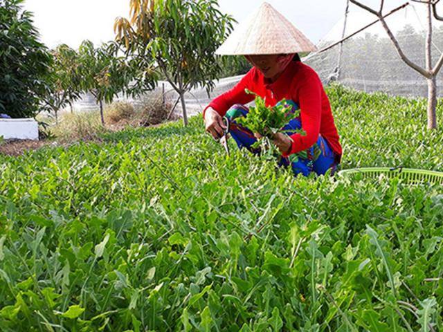 Cây sâm mà tỉnh Bến Tre sẽ xuất khẩu sang Mỹ là loài sâm nào?