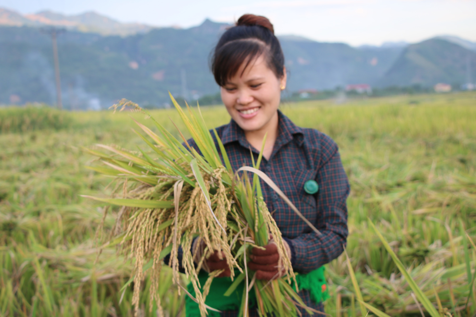 Hiệu quả từ phong trào nông dân thi đua sản xuất, kinh doanh giỏi ở Sơn La - Ảnh 5. Hiệu quả từ phong trào nông dân thi đua sản xuất, kinh doanh giỏi ở Sơn La - Ảnh 5.