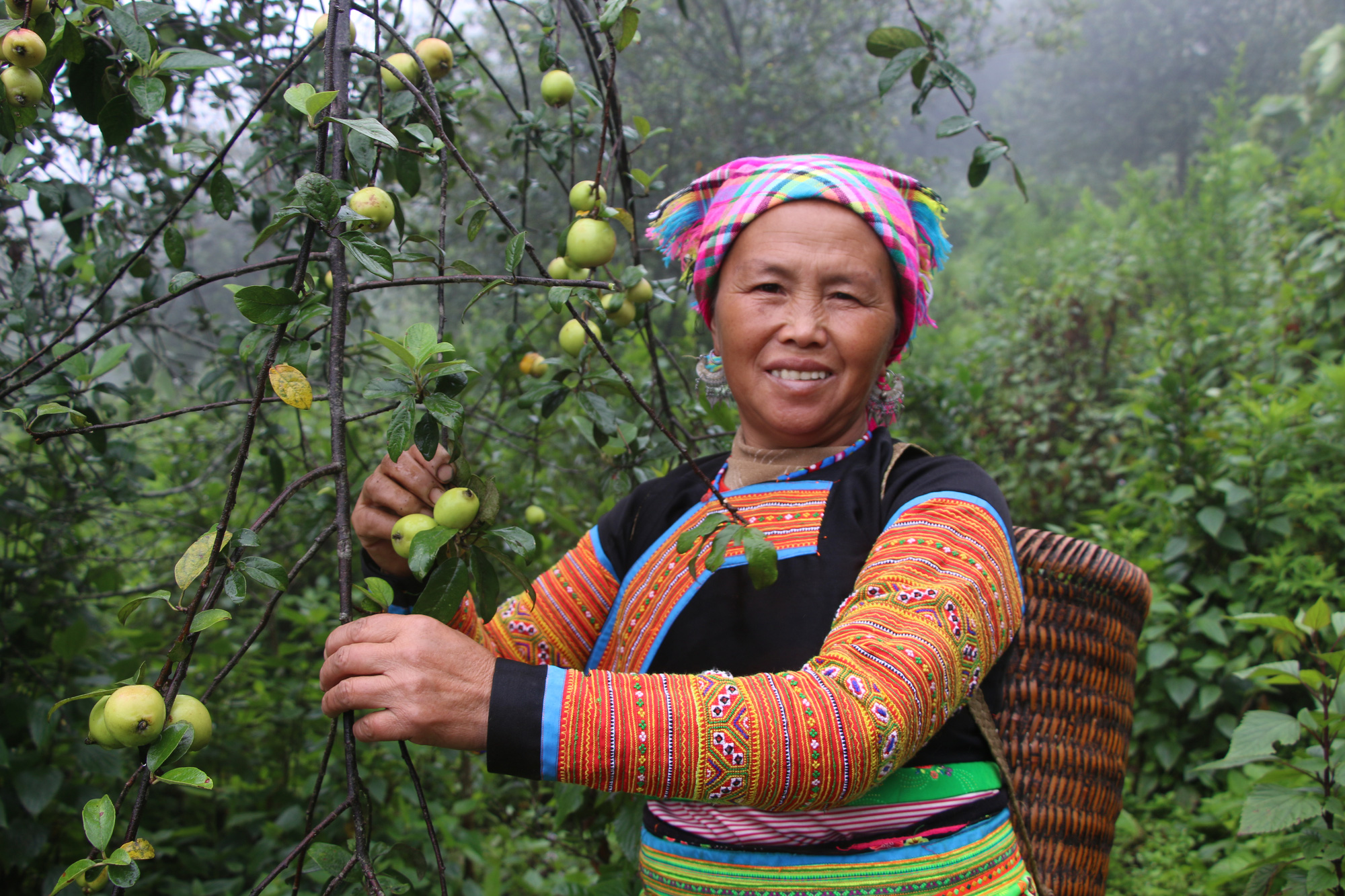 Hiệu quả từ phong trào nông dân thi đua sản xuất, kinh doanh giỏi ở Sơn La - Ảnh 2. Hiệu quả từ phong trào nông dân thi đua sản xuất, kinh doanh giỏi ở Sơn La - Ảnh 2.