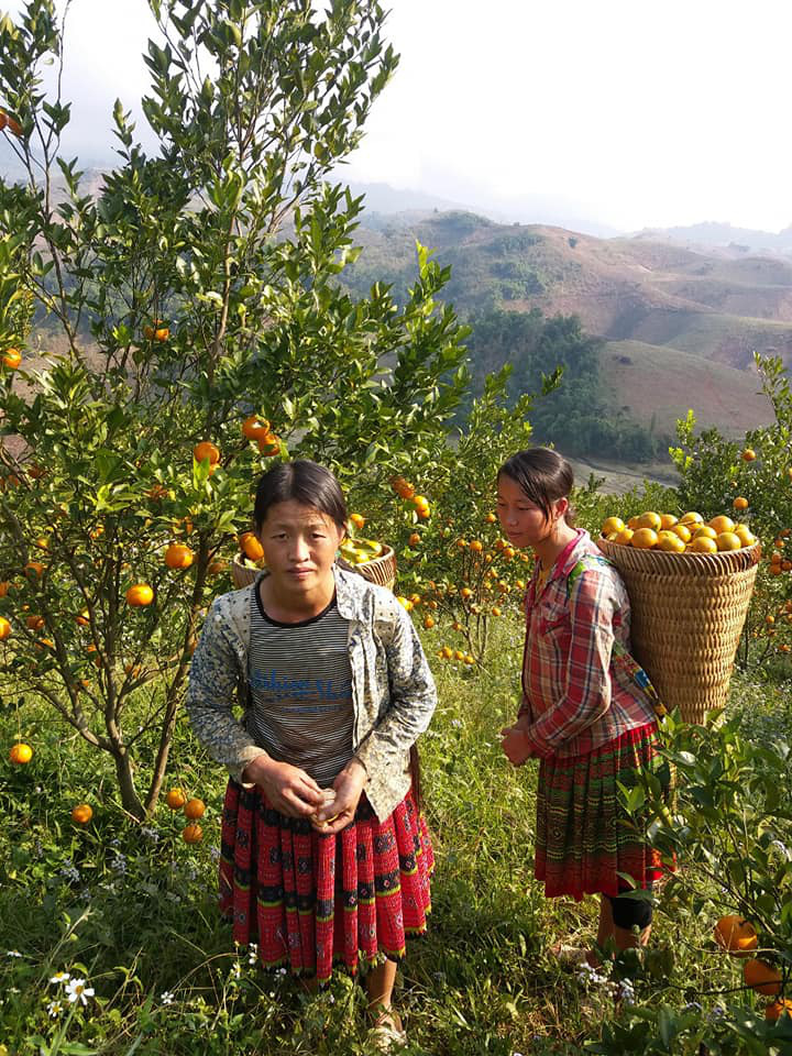Trồng quýt đường trên cao nguyên, ăn một lần là mê - Ảnh 3. Trồng quýt đường trên cao nguyên, ăn một lần là mê - Ảnh 3.