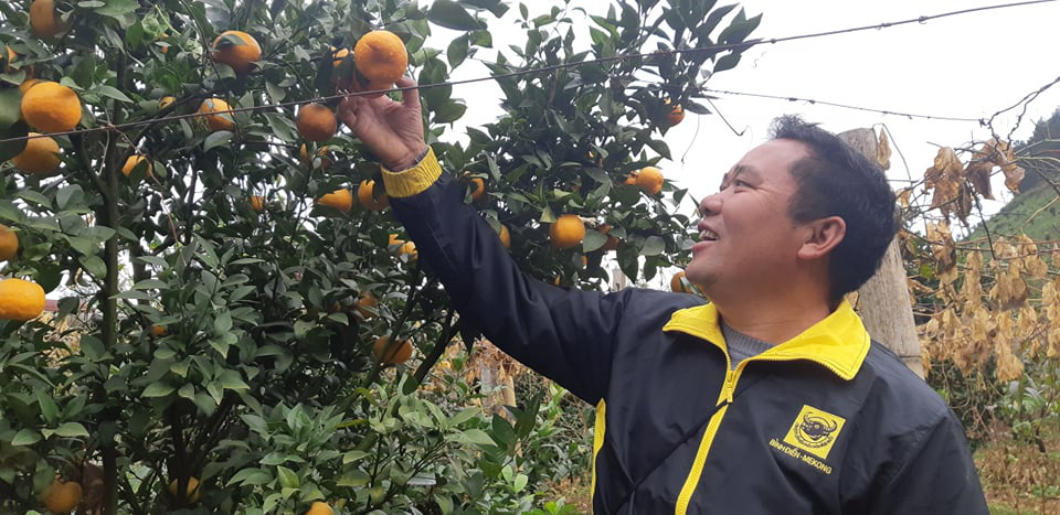 Trồng quýt đường trên cao nguyên, ăn một lần là mê - Ảnh 1. Trồng quýt đường trên cao nguyên, ăn một lần là mê - Ảnh 1.