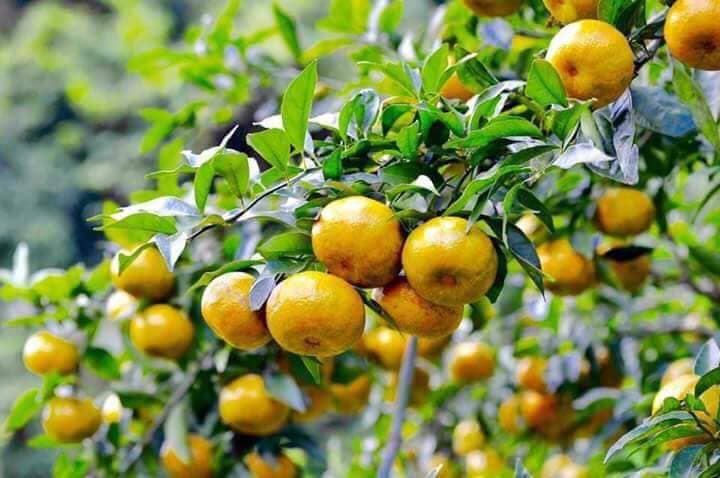 Lạng Sơn: Nghiên cứu ứng dụng kéo dài thời gian bảo quản Quýt đặc sản - Ảnh 2. Lạng Sơn: Nghiên cứu ứng dụng kéo dài thời gian bảo quản Quýt đặc sản - Ảnh 2.