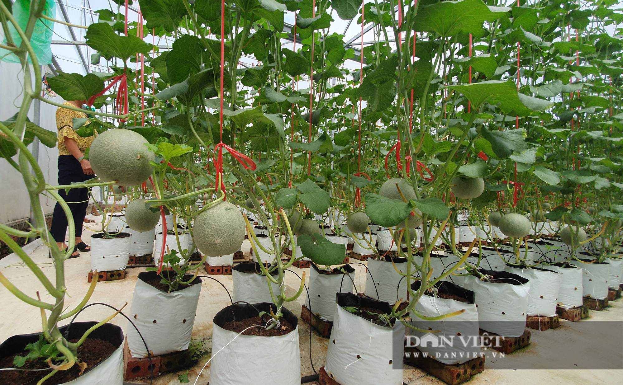 Trồng dưa lưới trong nhà màng, nông dân Hà Tĩnh chỉ việc đếm quả thu tiền - Ảnh 3.