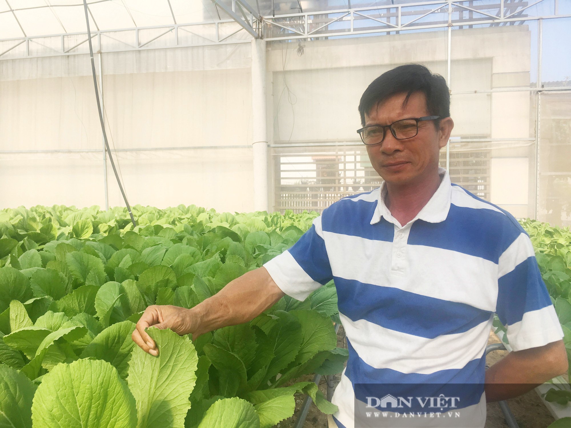 Quảng Bình: Trồng rau không cần đất, lãi hàng chục triệu đồng/tháng  - Ảnh 3.