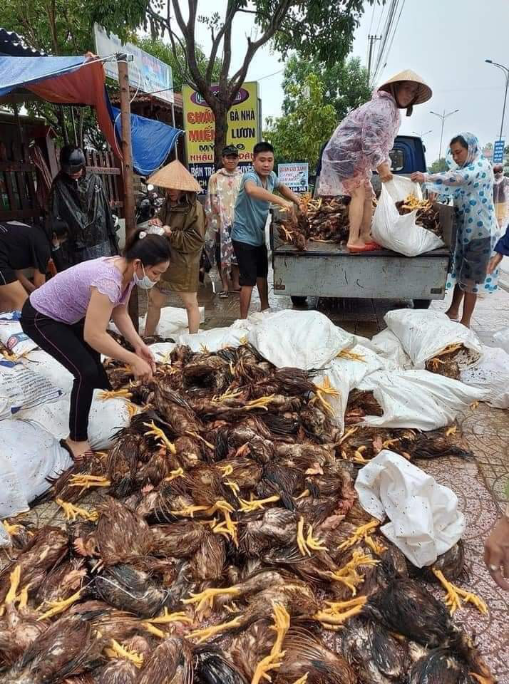 Giá gia cầm hôm nay 10/10: Gà, vịt liên tục mất giá, nay người nuôi lại &quot;trắng tay&quot; vì mưa lũ lịch sử - Ảnh 1.