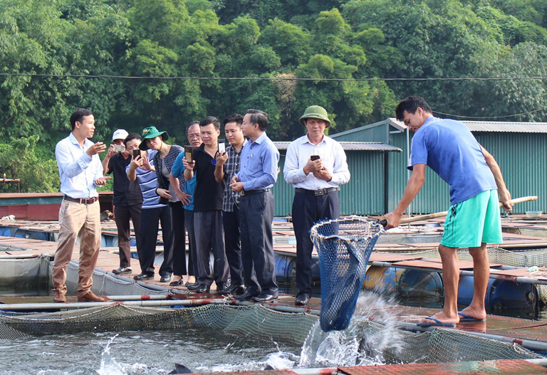 Gắn sao OCOP cho sản phẩm cá nuôi lồng bè - Ảnh 1. Gắn sao OCOP cho sản phẩm cá nuôi lồng bè - Ảnh 1.