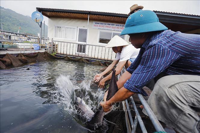 Thả cá đặc sản trên hồ Hoà Bình, bắt lên toàn con to, gắn "sao" OCOP lại càng được giá - Ảnh 4. Thả cá đặc sản trên hồ Hoà Bình, bắt lên toàn con to, gắn "sao" OCOP lại càng được giá - Ảnh 4.