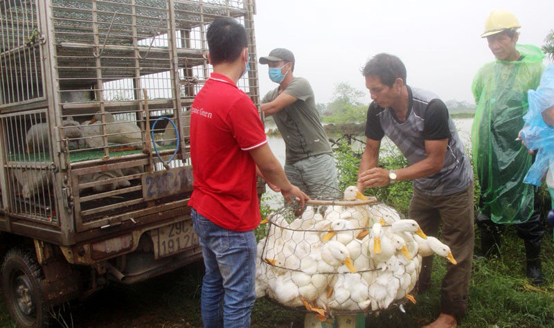Giá gia cầm hôm nay 25/10: Nuôi gà, vịt theo cách này, nông dân khỏi lo đầu ra - Ảnh 1.