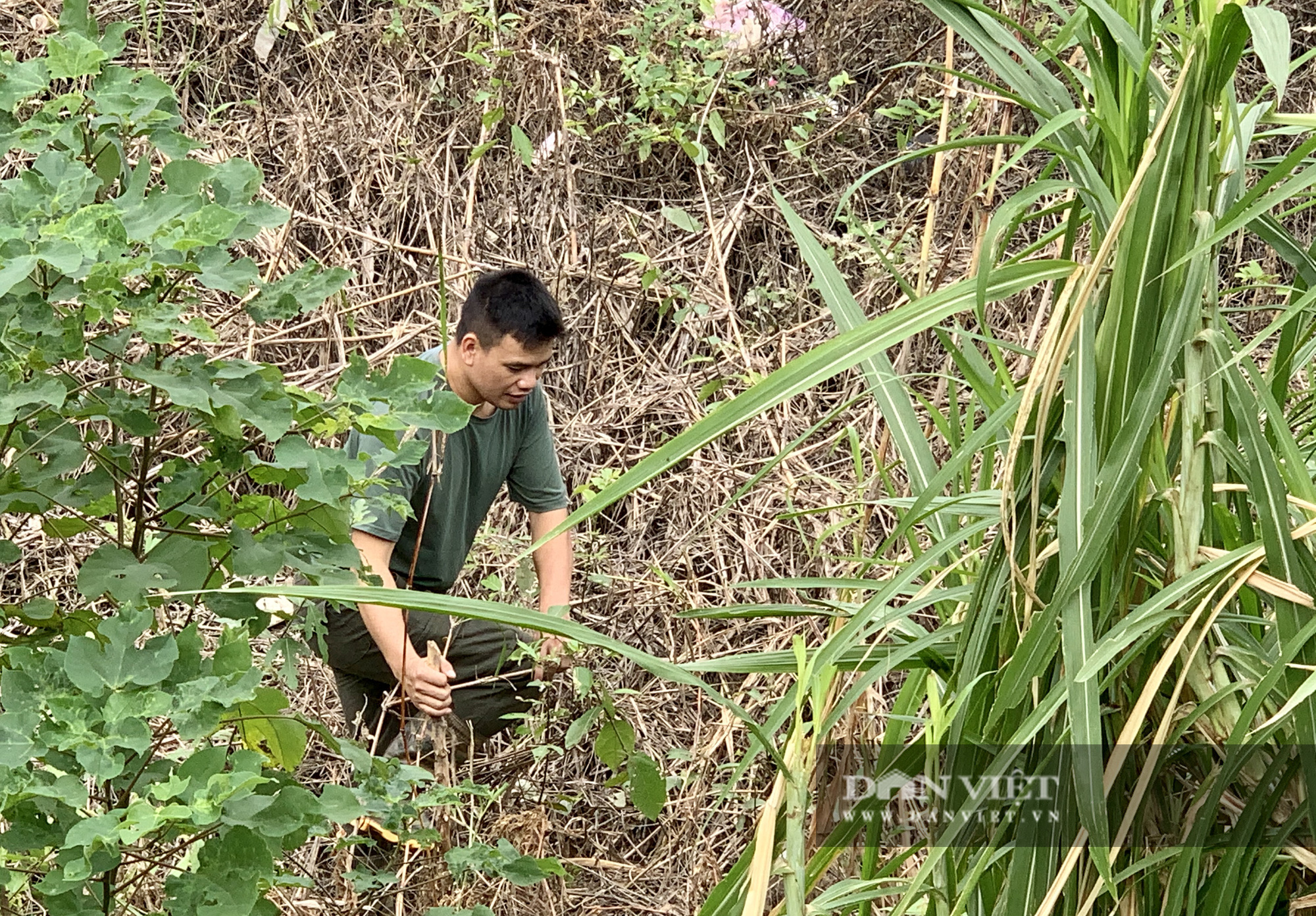 Người dân vạch từng bụi cây tìm kiếm nữ sinh Học viện Ngân hàng mất tích - Ảnh 2.