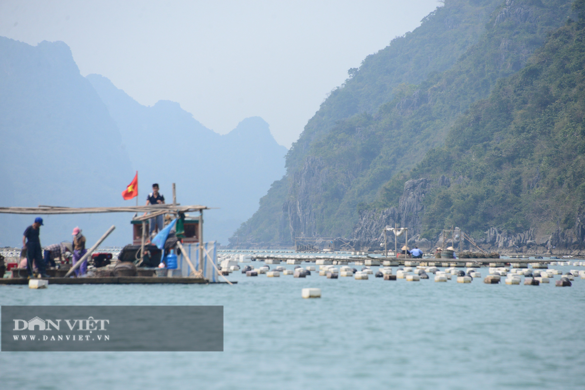 Quảng Ninh: Hơn 100 nghìn tấn thủy sản sắp thu hoạch, người nuôi &quot;nhấp nhổm&quot; - Ảnh 5.