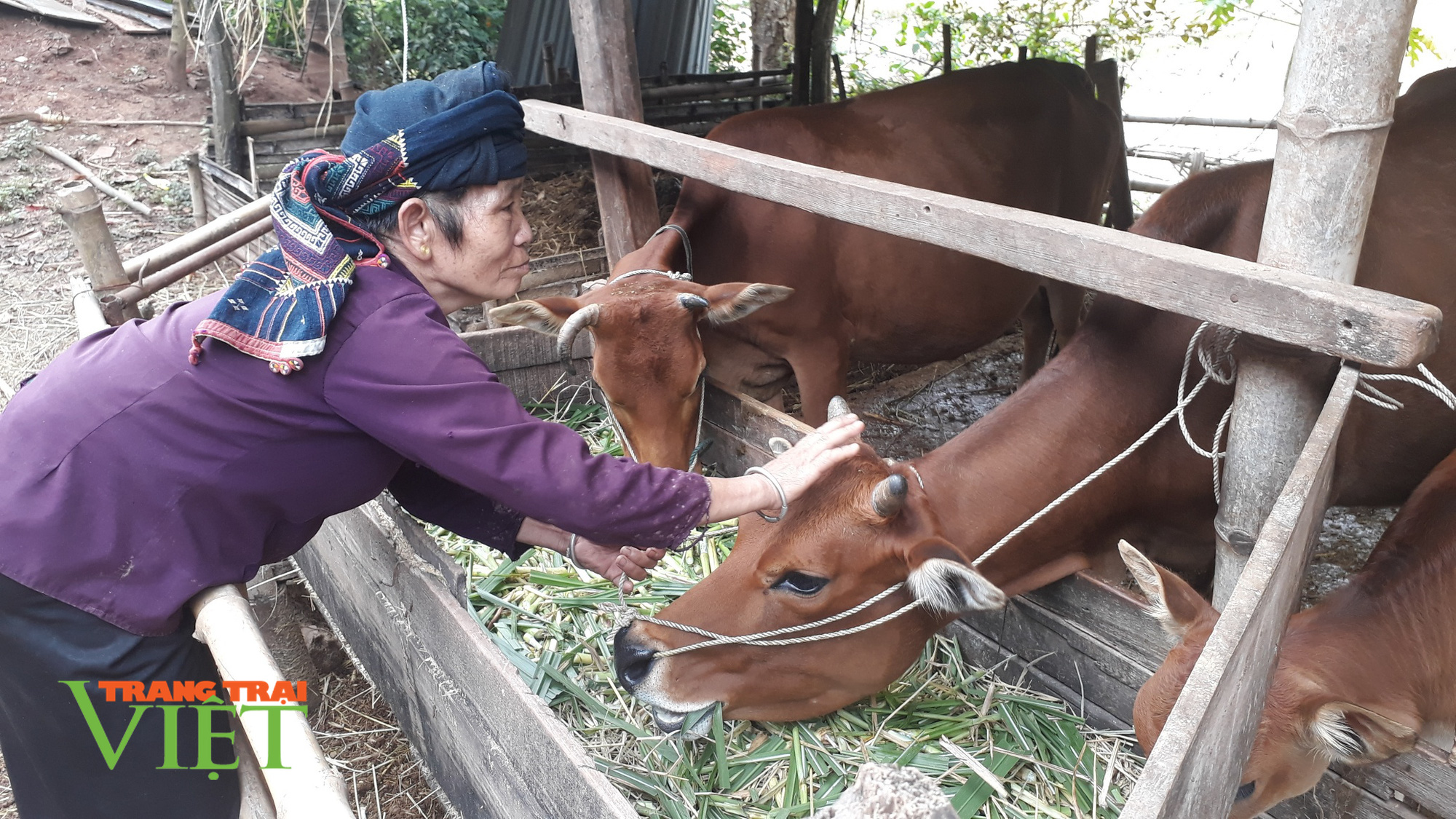 Yên Châu chung tay giữ gìn vệ sinh môi trường nông thôn - Ảnh 1. Yên Châu chung tay giữ gìn vệ sinh môi trường nông thôn - Ảnh 1.