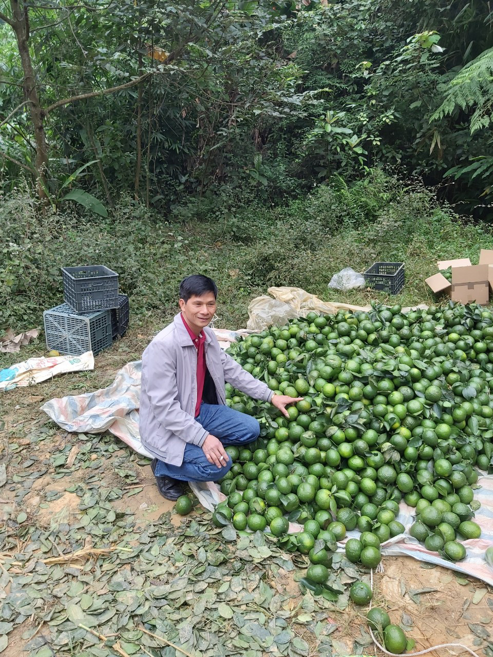 Bón phân Lâm Thao, cam sành Hàm Yên quả to, đẹp mã   - Ảnh 1.