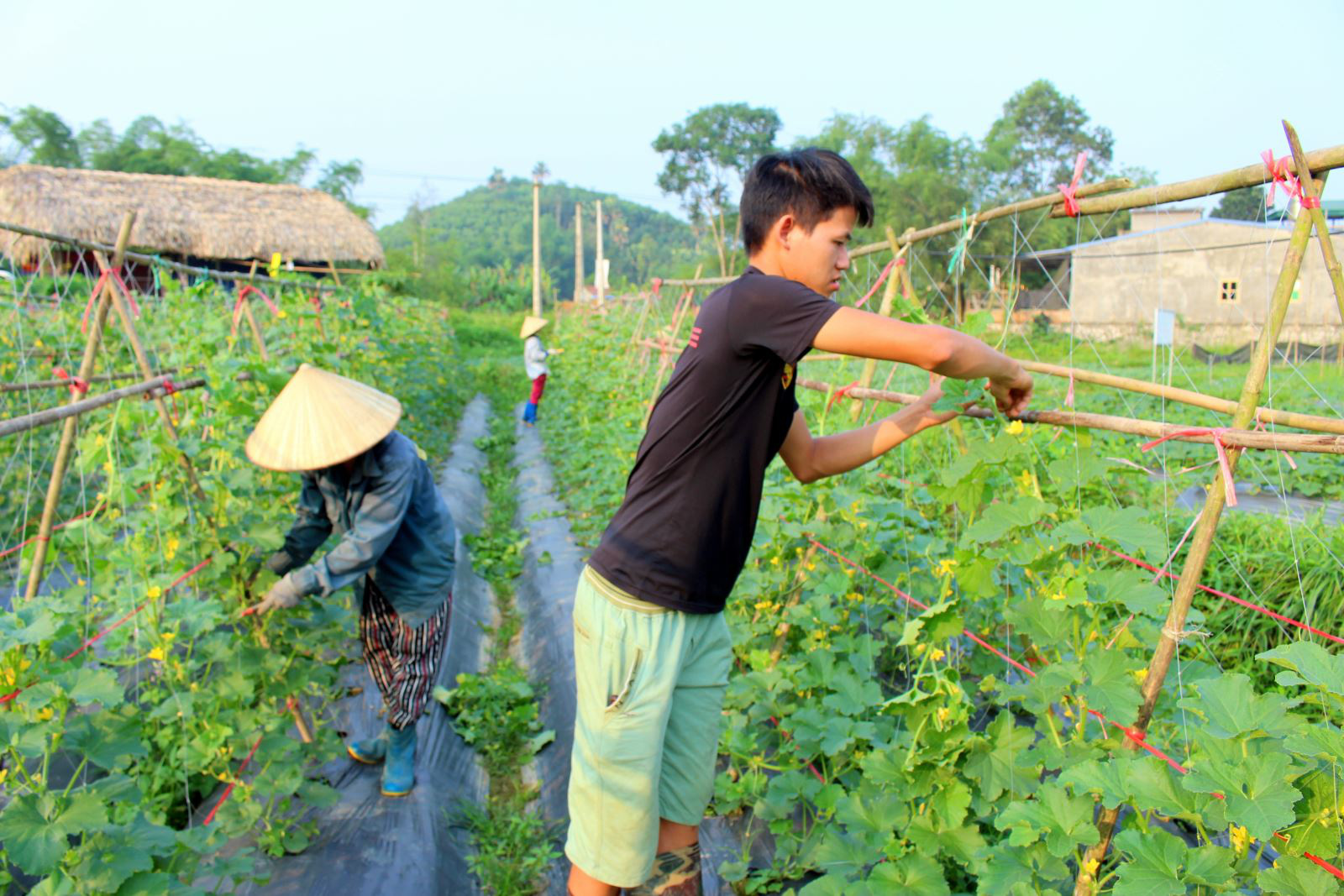 Chàng kỹ sư say mê với nông sản sạch - Ảnh 1.