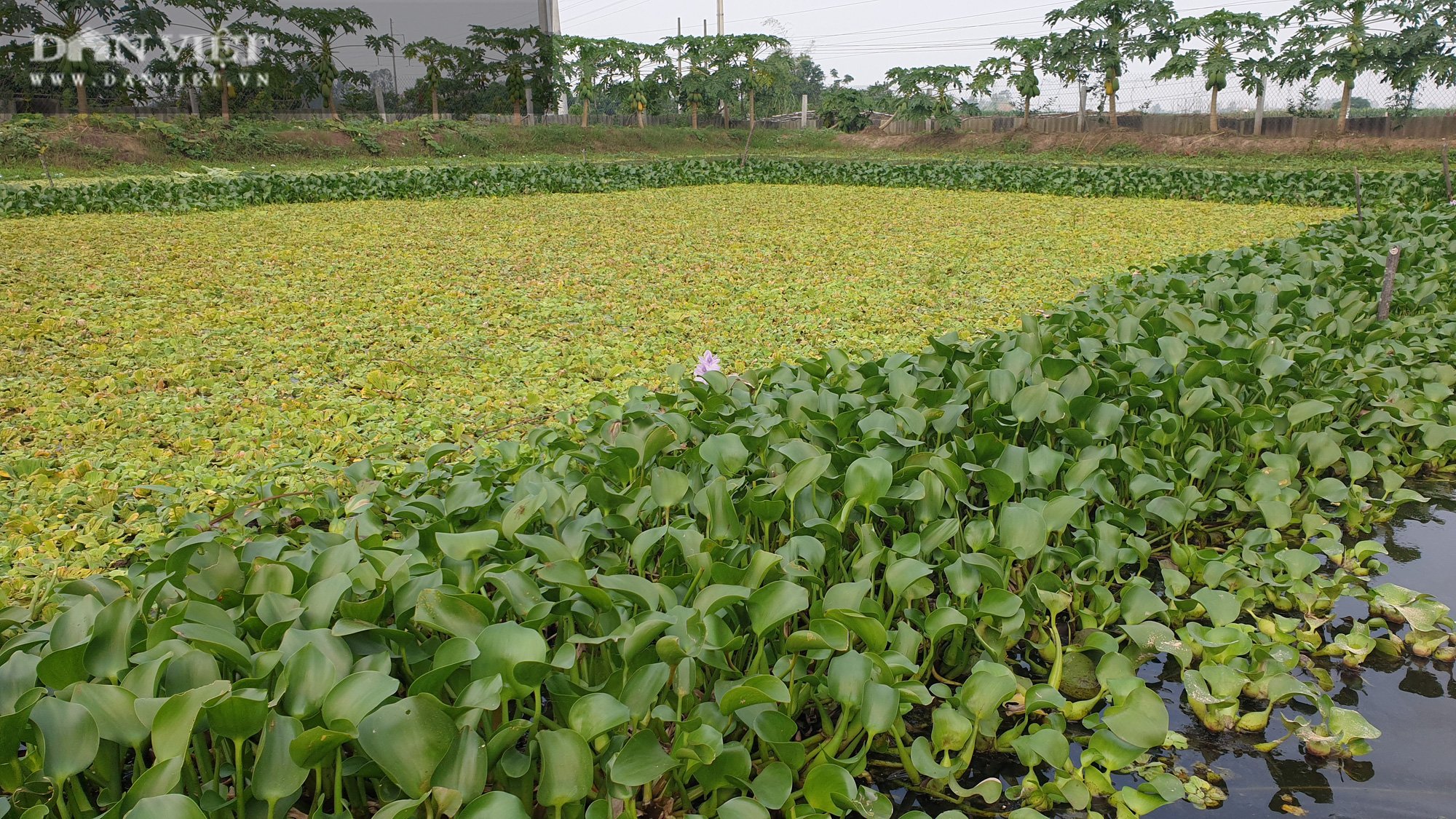 Hà Nam: Tròn mắt với mô hình nuôi ốc nhồi của thanh niên 9x, mỗi năm bỏ túi hơn nửa tỷ   - Ảnh 3.