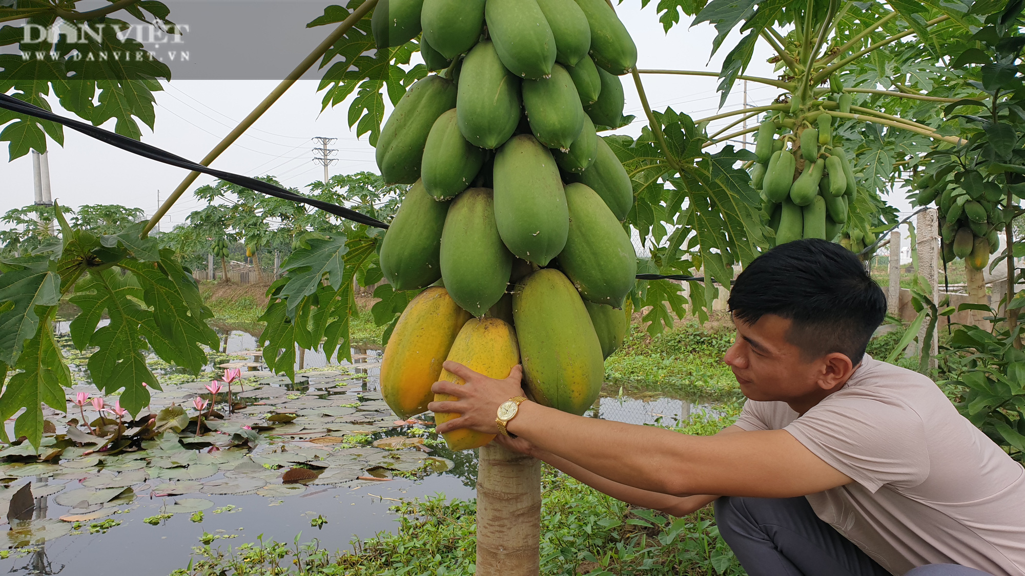 Hà Nam: Tròn mắt với mô hình nuôi ốc nhồi của thanh niên 9x, mỗi năm bỏ túi hơn nửa tỷ   - Ảnh 8.