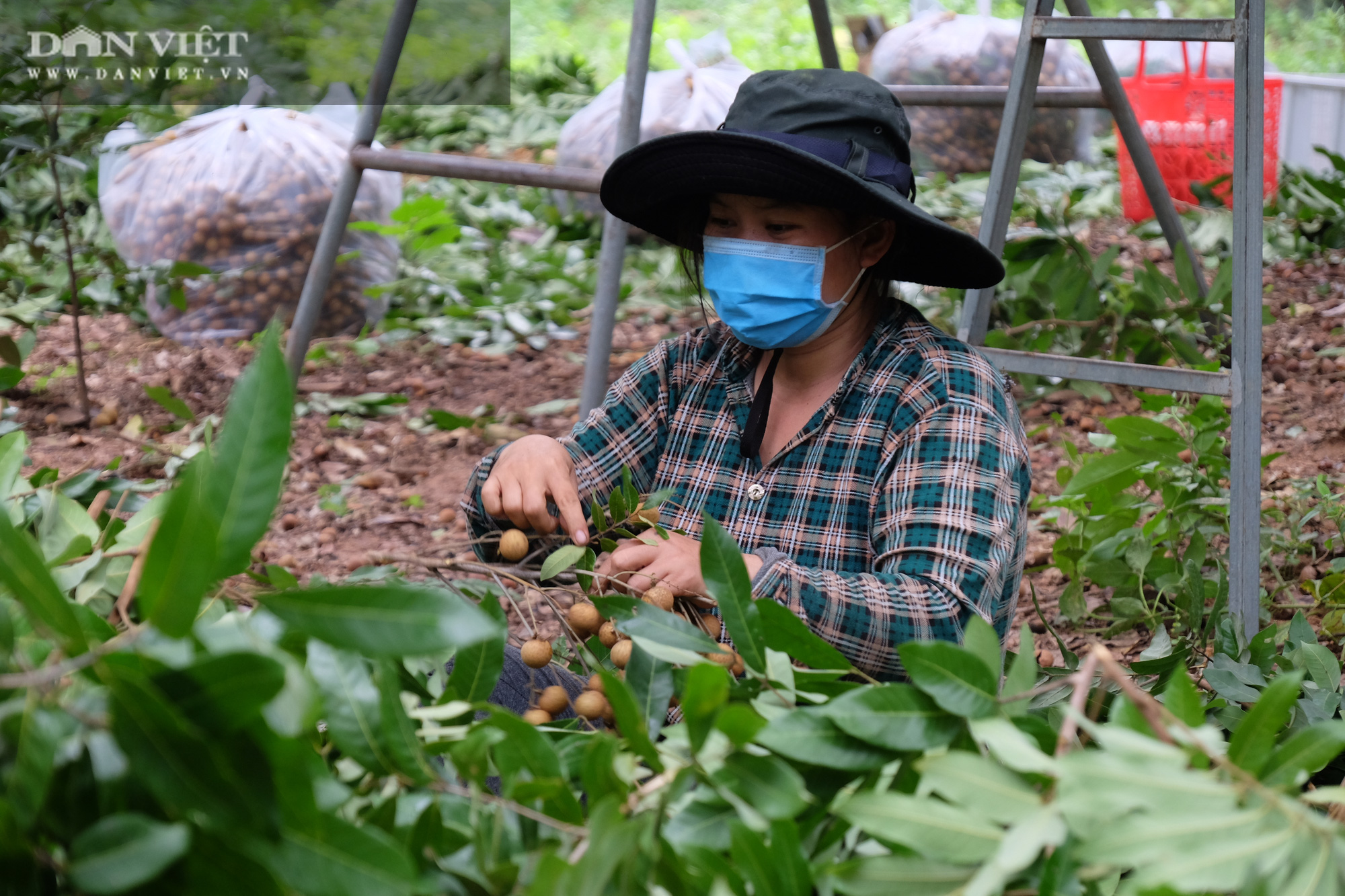 Nhãn còn 7.000 đồng/kg, nông dân khóc lóc vì lỗ mất chiếc xe ô tô - Ảnh 3.