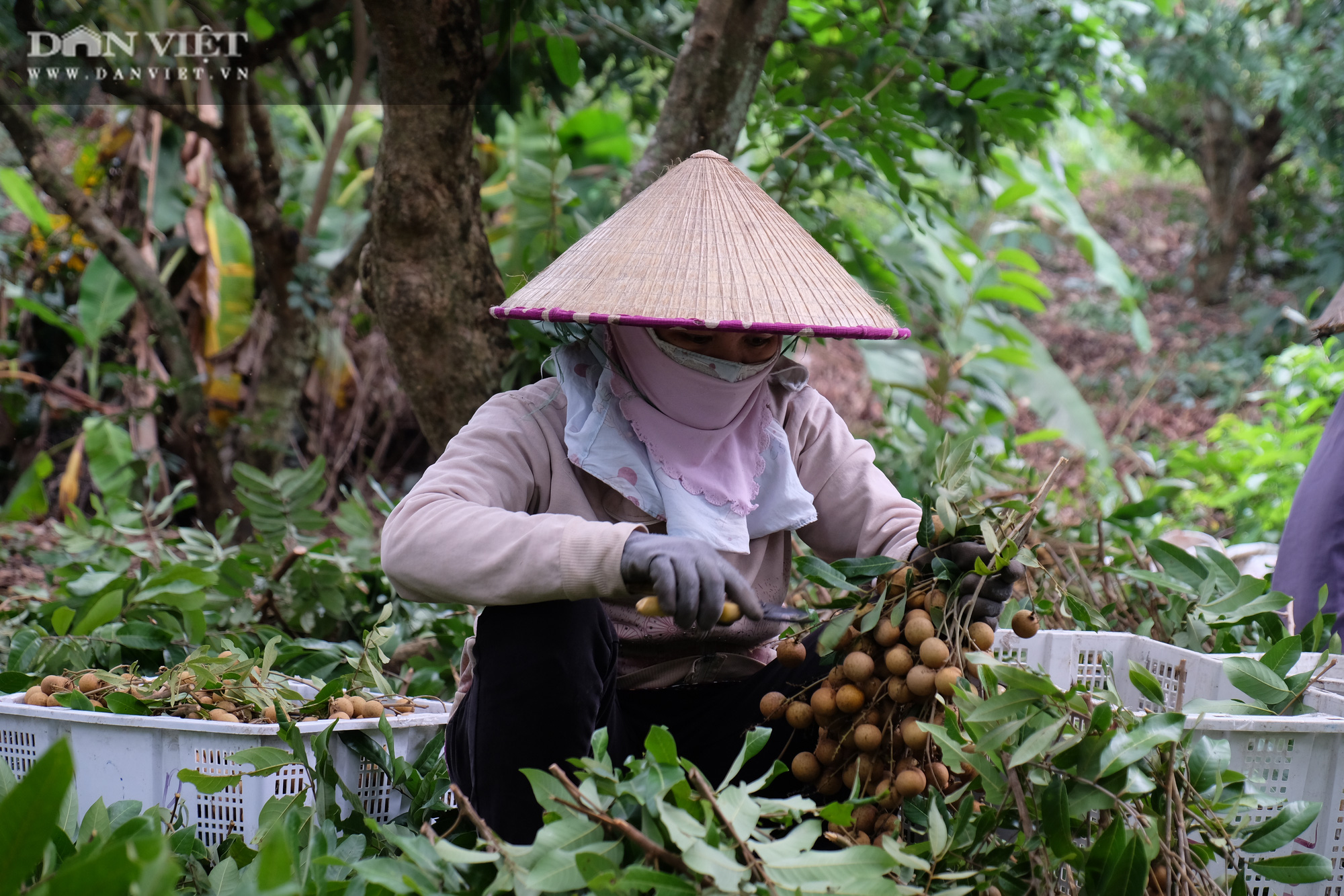 Nhãn còn 7.000 đồng/kg, nông dân khóc lóc vì lỗ mất chiếc xe ô tô - Ảnh 18.