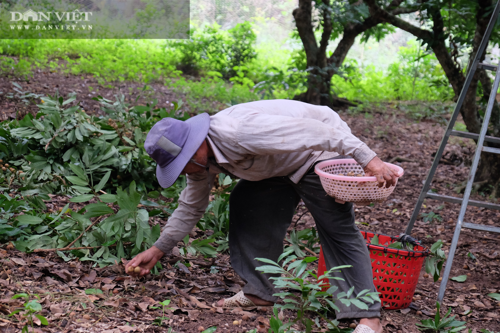 Nhãn còn 7.000 đồng/kg, nông dân khóc lóc vì lỗ mất chiếc xe ô tô - Ảnh 7.