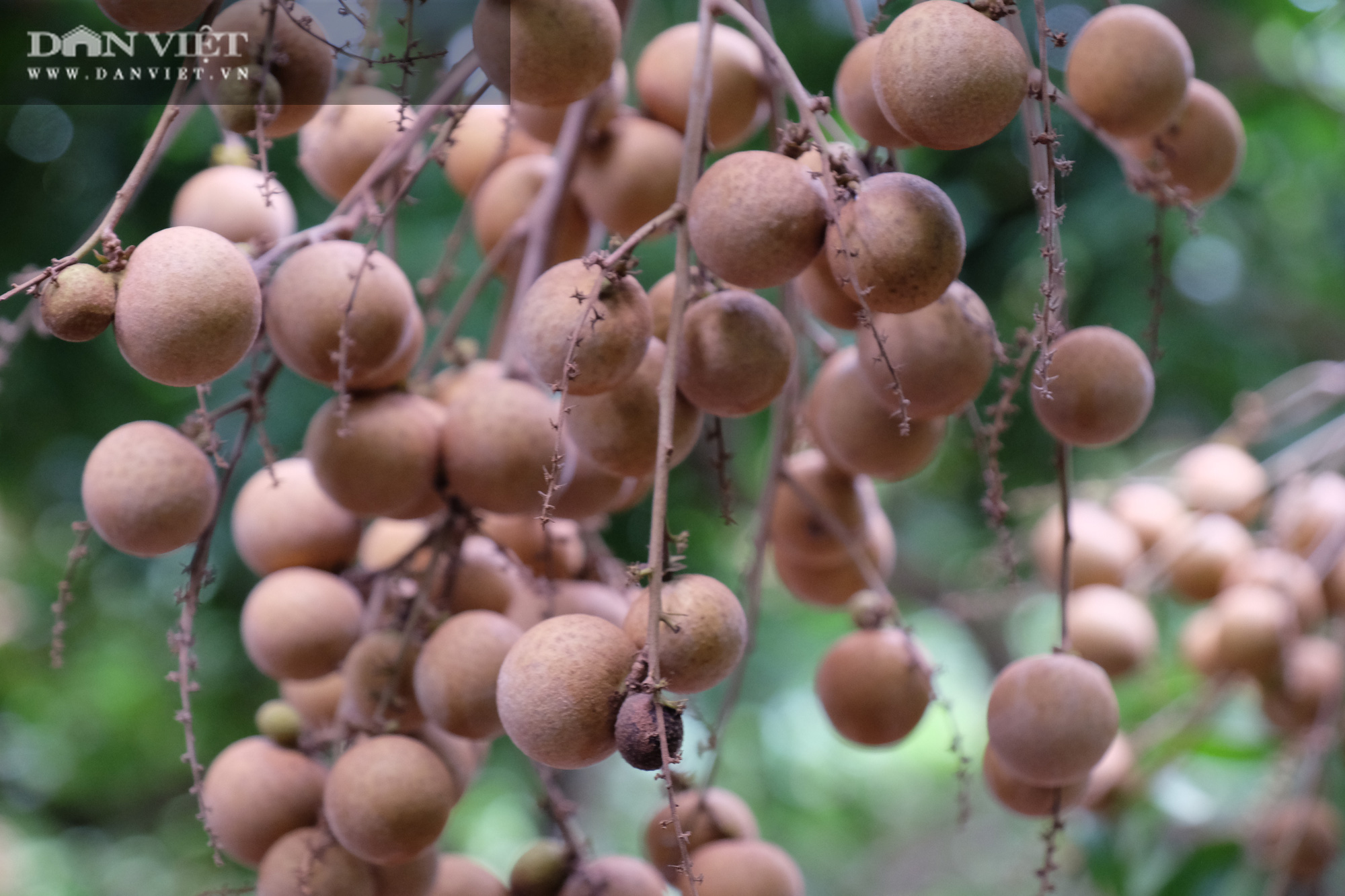 Nhãn còn 7.000 đồng/kg, nông dân khóc lóc vì lỗ mất chiếc xe ô tô - Ảnh 10.