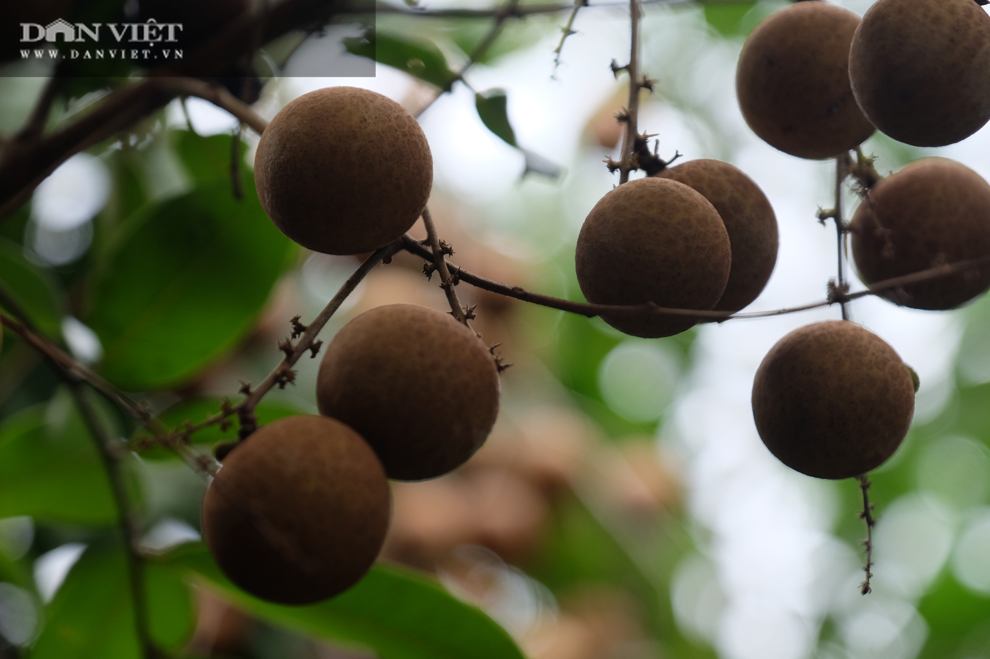 Nhãn còn 7.000 đồng/kg, nông dân khóc lóc vì lỗ mất chiếc xe ô tô - Ảnh 21.