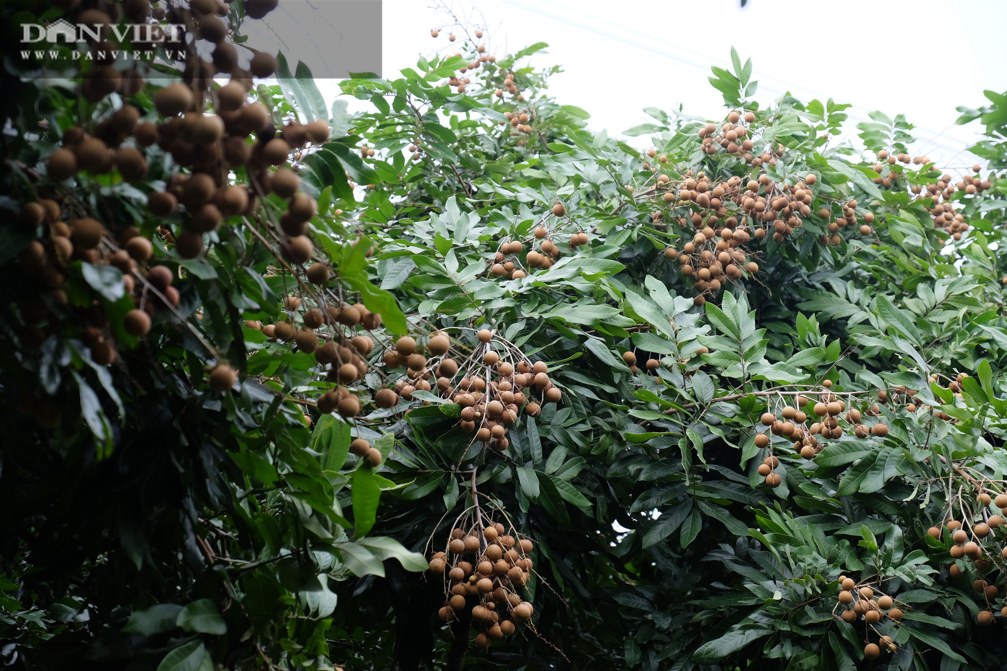 Nhãn còn 7.000 đồng/kg, nông dân khóc lóc vì lỗ mất chiếc xe ô tô - Ảnh 5.