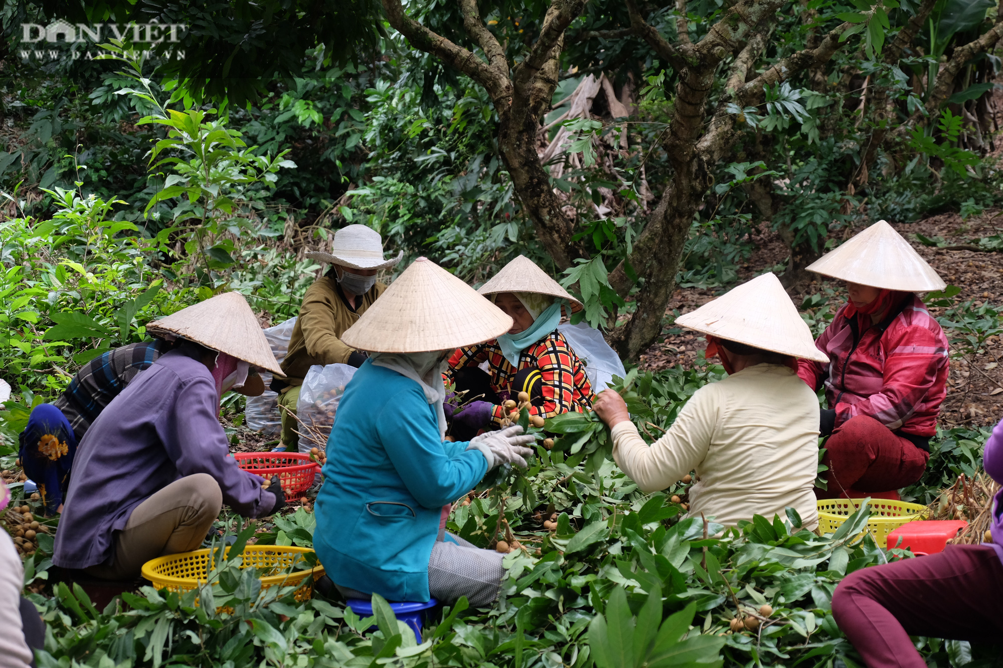Nhãn còn 7.000 đồng/kg, nông dân khóc lóc vì lỗ mất chiếc xe ô tô - Ảnh 13.