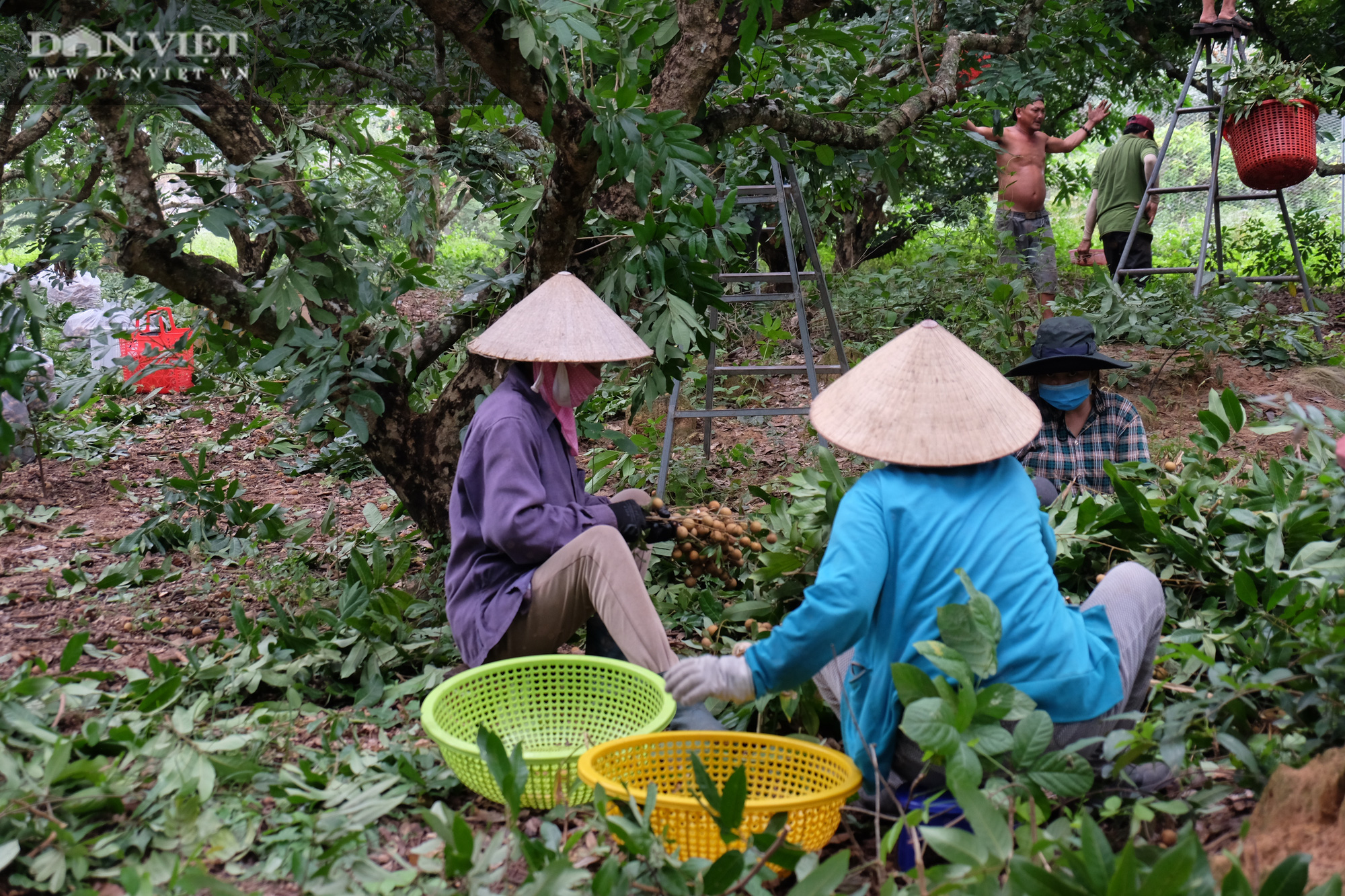 Nhãn còn 7.000 đồng/kg, nông dân khóc lóc vì lỗ mất chiếc xe ô tô - Ảnh 14.
