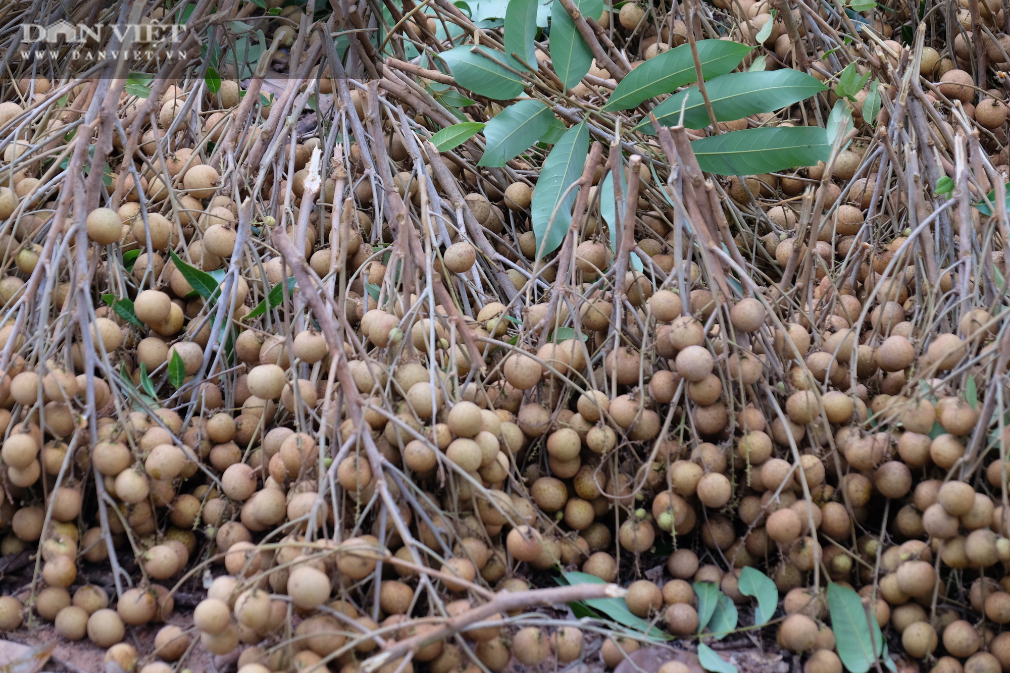 Nhãn còn 7.000 đồng/kg, nông dân khóc lóc vì lỗ mất chiếc xe ô tô - Ảnh 6.