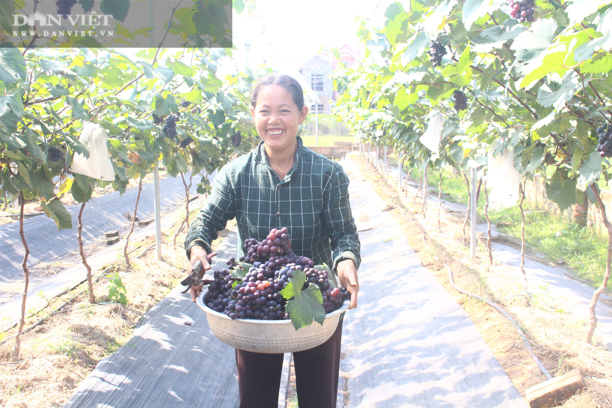 Hà Nội: Trồng thứ cây quả ra từng chùm, chín tím rịm sai trĩu, thương lái đến tận vườn cứ hỏi còn không - Ảnh 8.