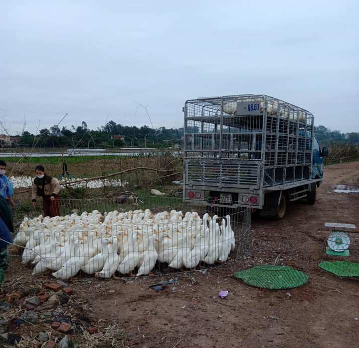 Giá gia cầm hôm nay 20/11: Gà thịt công nghiệp tăng nhẹ, người nuôi vịt vẫn chịu thua lỗ nhiều - Ảnh 3.