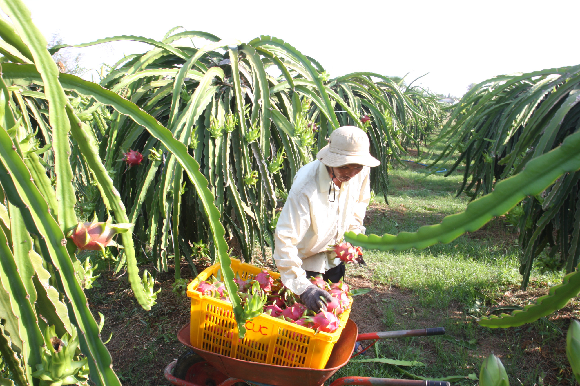 Rau quả Việt Nam chủ yếu bán tươi, giá rẻ, thị trường có giá bán cao vẫn rất nhỏ - Ảnh 2.