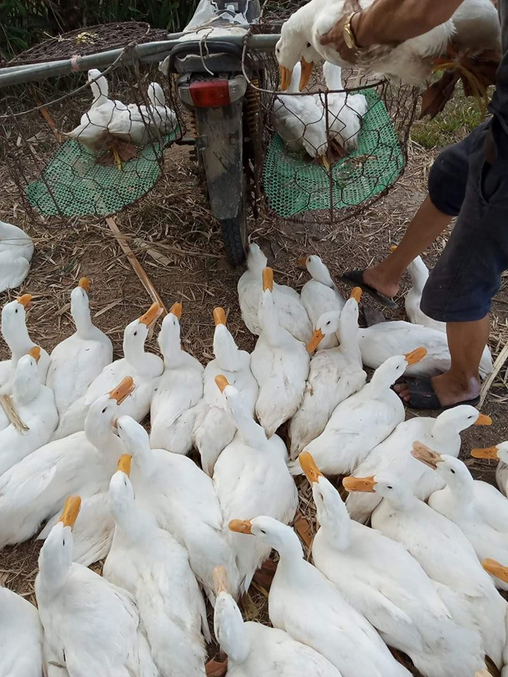 Giá gia cầm hôm nay 23/11: Giá gà thịt công nghiệp tăng  từng ngày, trang trại đắt khách - Ảnh 3.