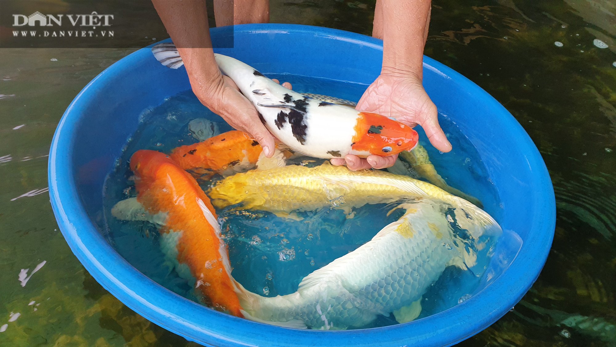 Nam Định: Nuôi cá truyền thống mãi không khá, chuyển nuôi cá nghìn đô lão nông trở lên giàu có - Ảnh 3.
