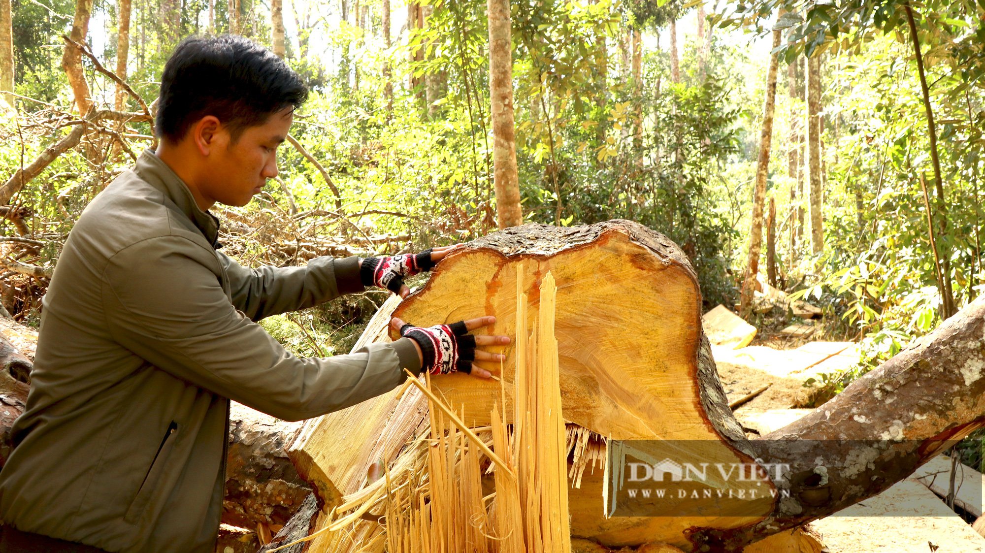 Rừng bạch tùng trăm tuổi bị cưa hạ không thương tiếc - Ảnh 9.