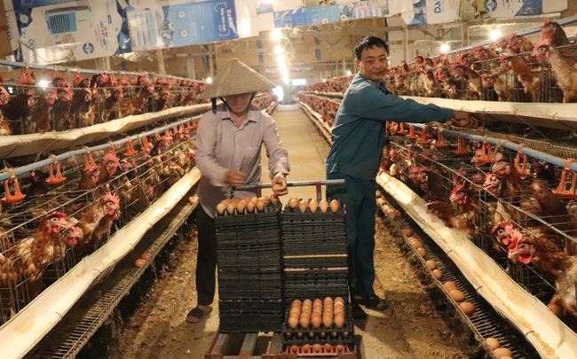 Hà Nội: Trang trại nuôi hàng nghìn con gà đẻ, mỗi ngày nhặt hơn 5 nghìn quả trứng, nông dân này "bỏ túi" nửa tỷ/năm - Ảnh 1. Hà Nội: Trang trại nuôi hàng nghìn con gà đẻ, mỗi ngày nhặt hơn 5 nghìn quả trứng, nông dân này "bỏ túi" nửa tỷ/năm - Ảnh 1.