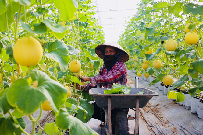Hà Nội quản lý chất lượng, an toàn thực phẩm: Tăng hậu kiểm, giảm tiền kiểm - Ảnh 1.